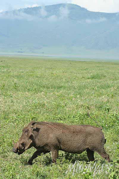 Mud Maps Africa Ngorongoro NP 2133